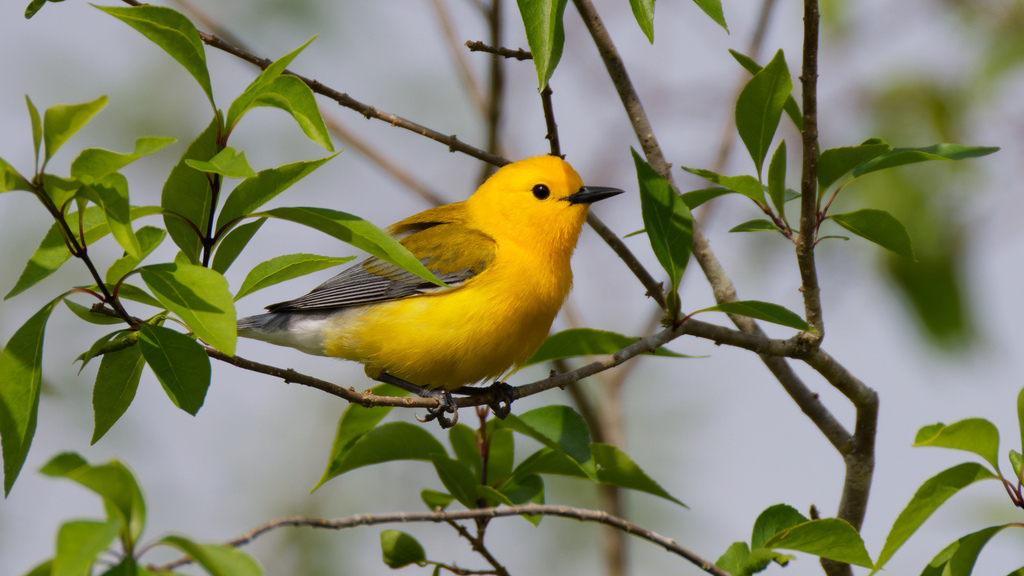Male Prothonotary Warbler, whole bird