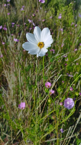 Cosmos bipinnatus — flower photograph