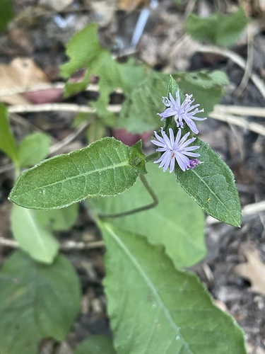 Elephantopus carolinianus — flower photograph
