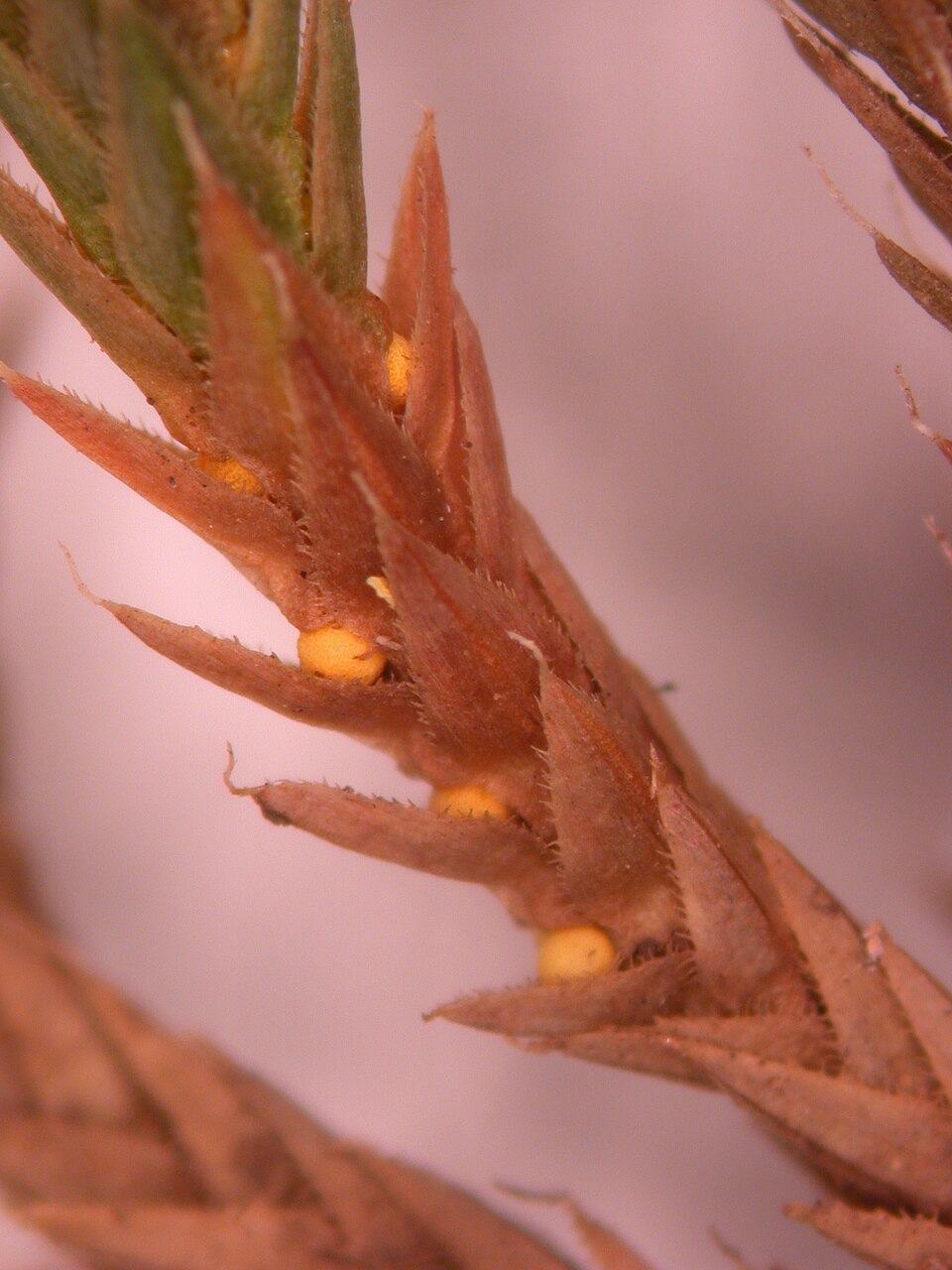 Bryodesma rupestre — leaf photograph