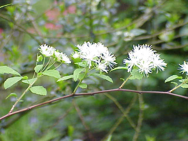 Neviusia alabamensis — bloom photograph