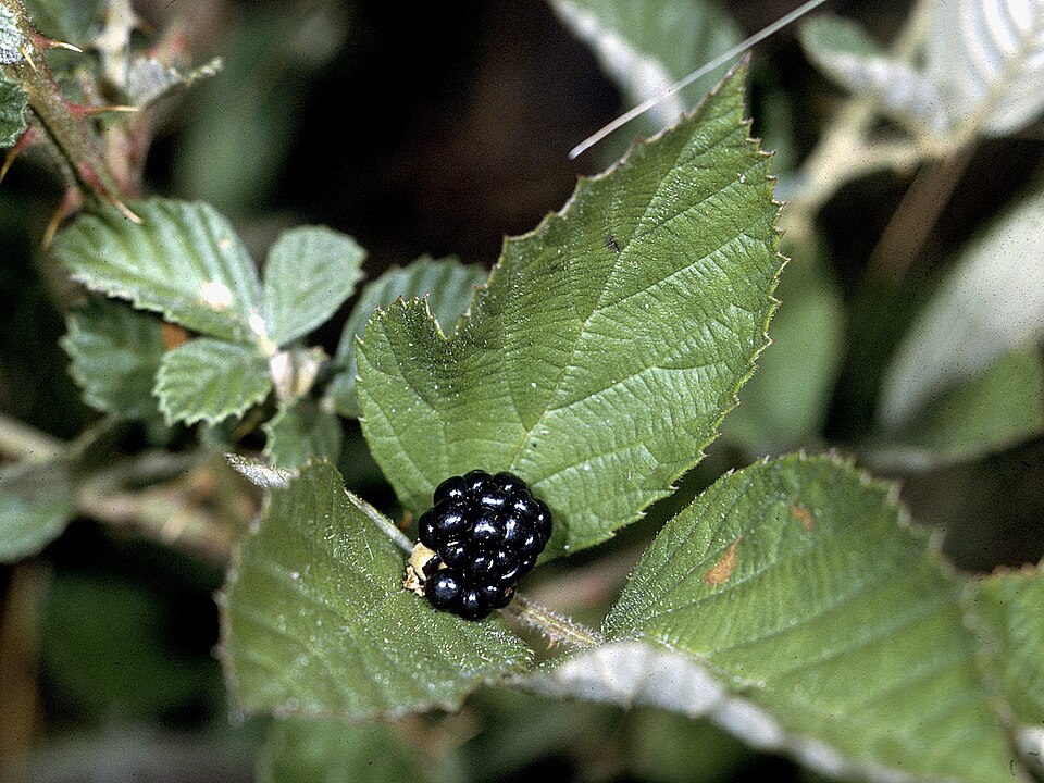 Rubus cuneifolius — fruit photograph