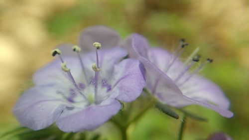 Phacelia maculata — whole photograph