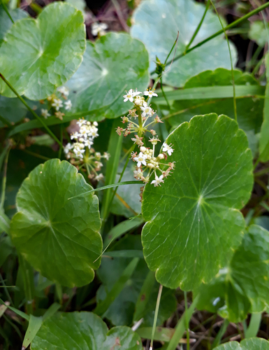 Hydrocotyle bonariensis — whole plant photograph