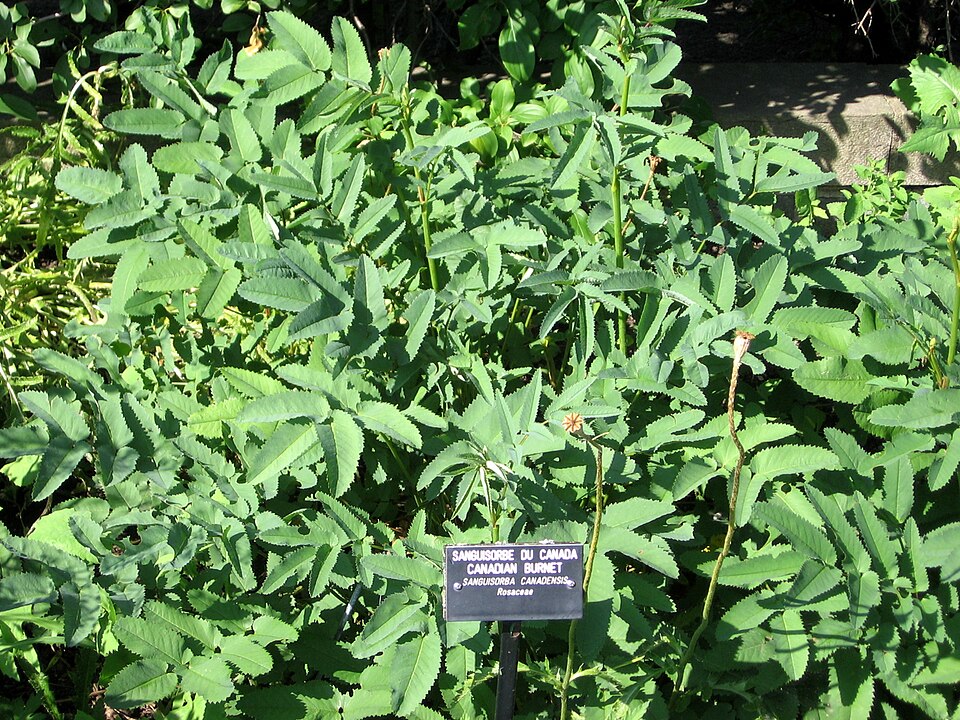 Sanguisorba canadensis — leaf photograph