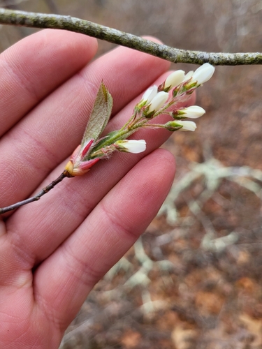 Amelanchier canadensis — bud photograph