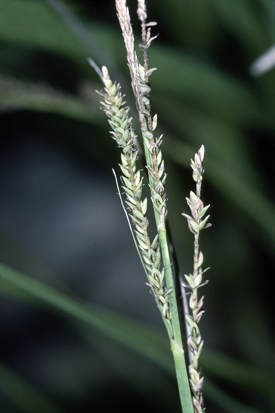 Carex torta — fruit photograph