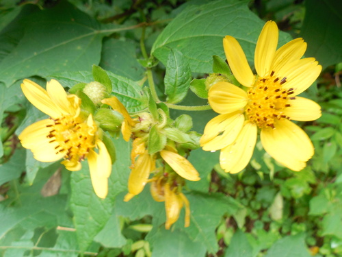 Smallanthus uvedalia — flower photograph