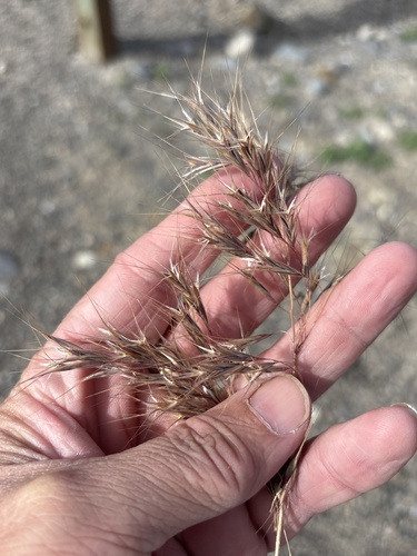 Bromus tectorum — fruit photograph