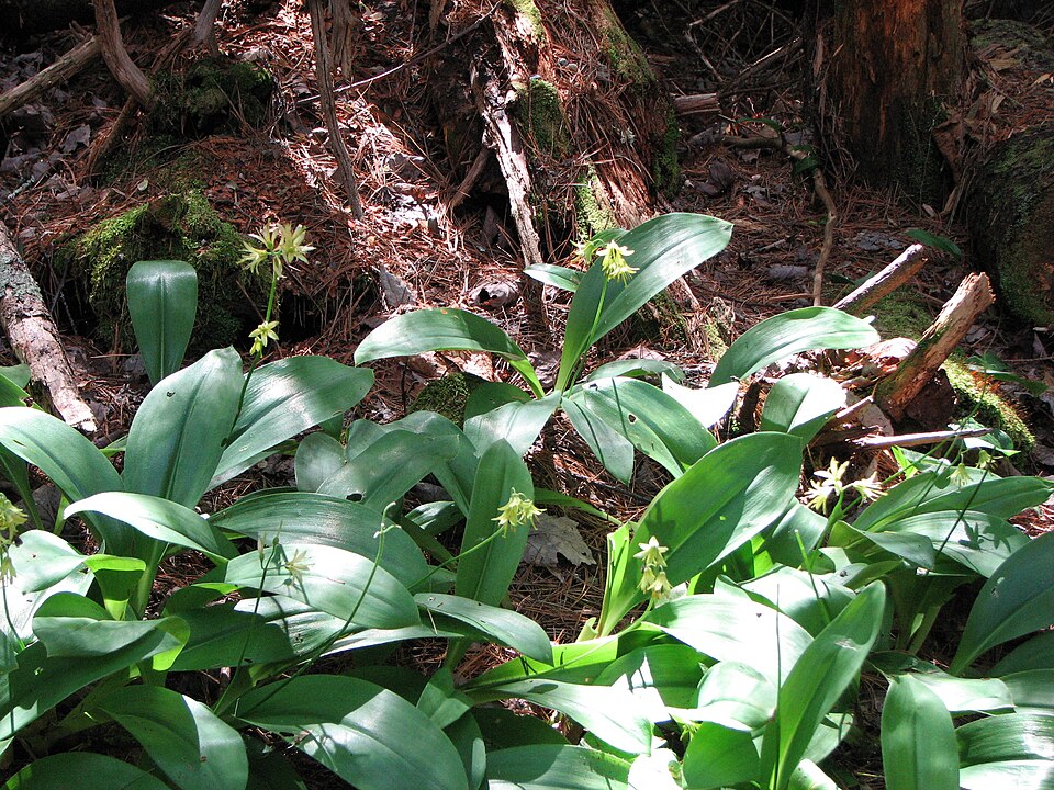 Clintonia borealis — whole photograph