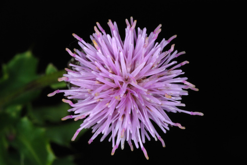 Cirsium arvense — bloom photograph