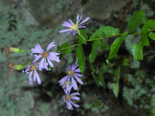 Symphyotrichum patens — flower photograph