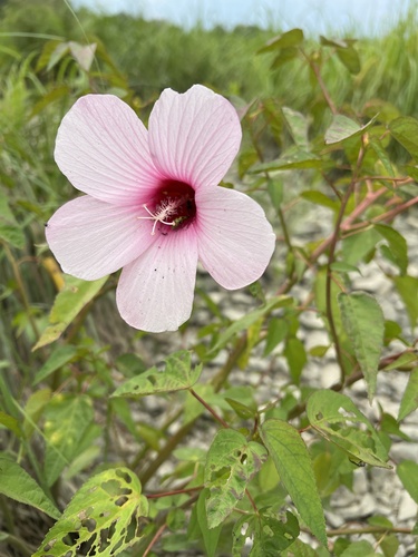 Hibiscus laevis — flower photograph