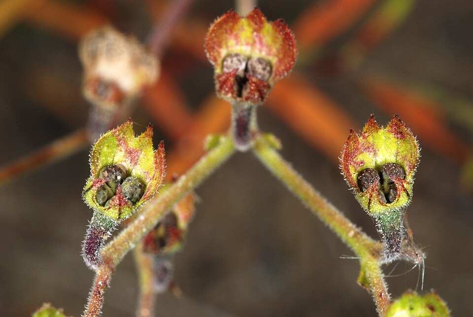 Trichostema setaceum — fruit photograph