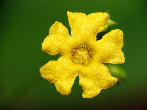 Melothria pendula — flower photograph