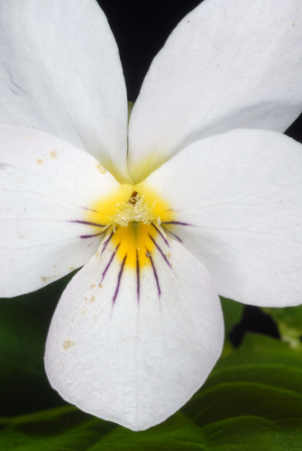 Viola canadensis var. canadensis photograph