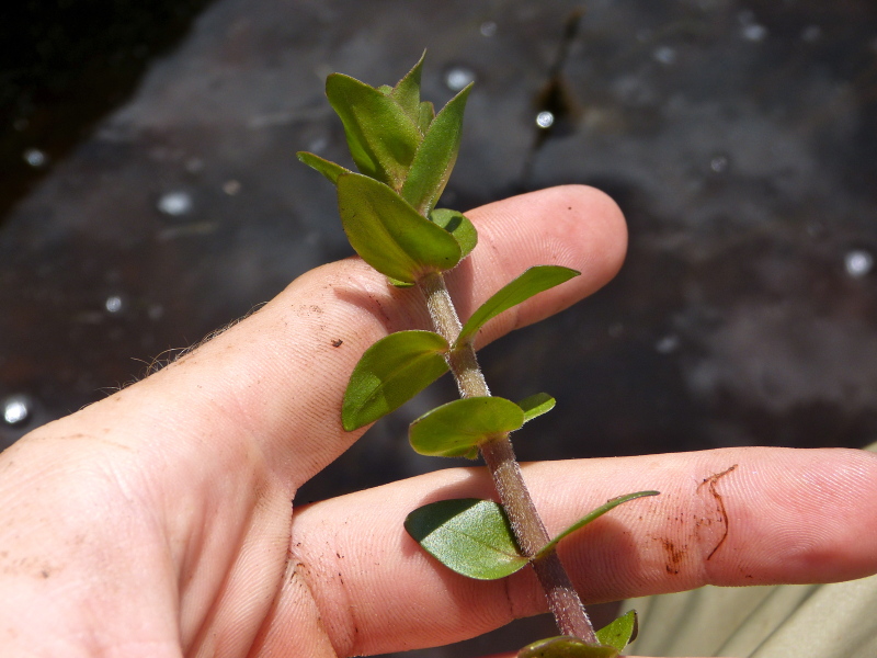 Bacopa caroliniana — whole photograph