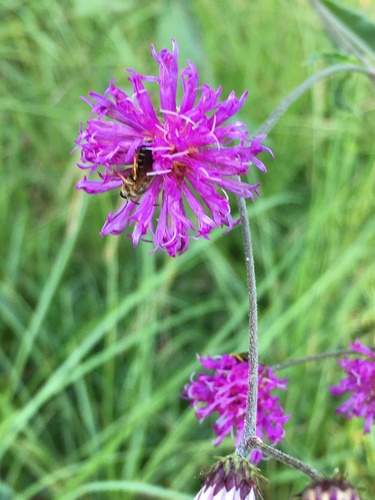 Vernonia acaulis — flower photograph