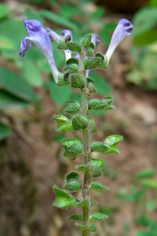 Scutellaria ovata — bloom photograph