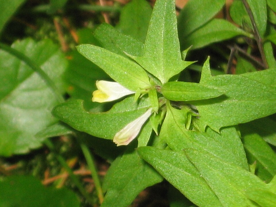 Melampyrum lineare — bloom photograph