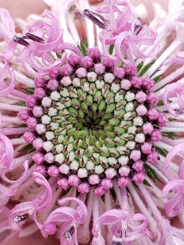 Marshallia graminifolia — flower photograph