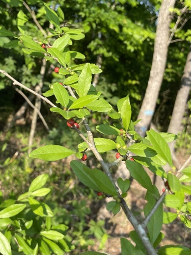 Ilex decidua — foliage/fruit photograph