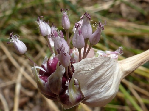 Allium sativum — flower photograph