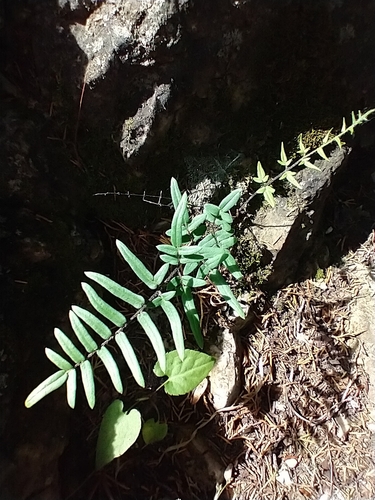 Pellaea atropurpurea — foliage photograph