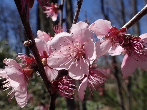 Prunus persica — flower photograph