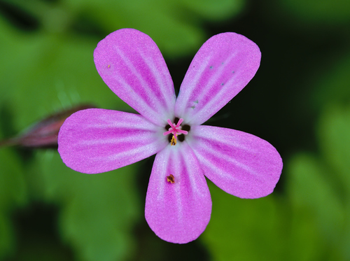 Geranium robertianum — flower photograph