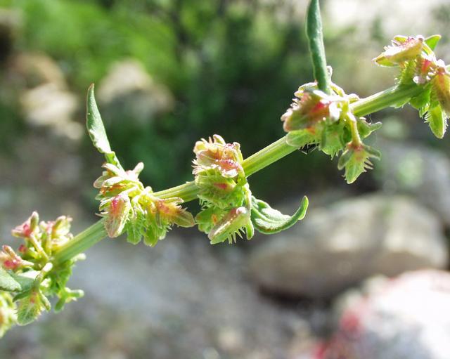 Rumex pulcher — fruit photograph