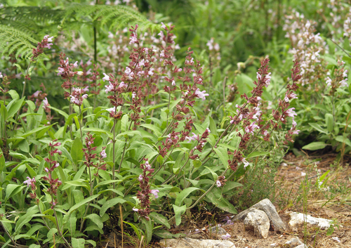 Salvia officinalis — whole plant photograph