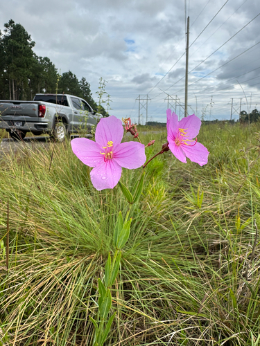 Rhexia alifanus — flower photograph