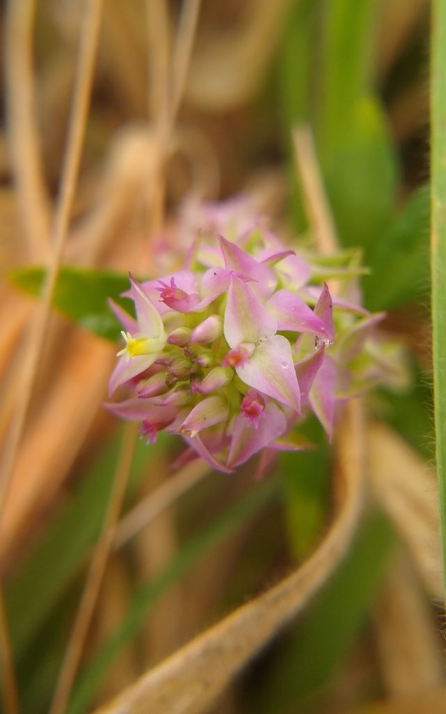 Senega aquilonia — bloom photograph