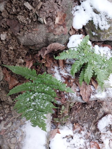 Dryopteris erythrosora — foliage photograph