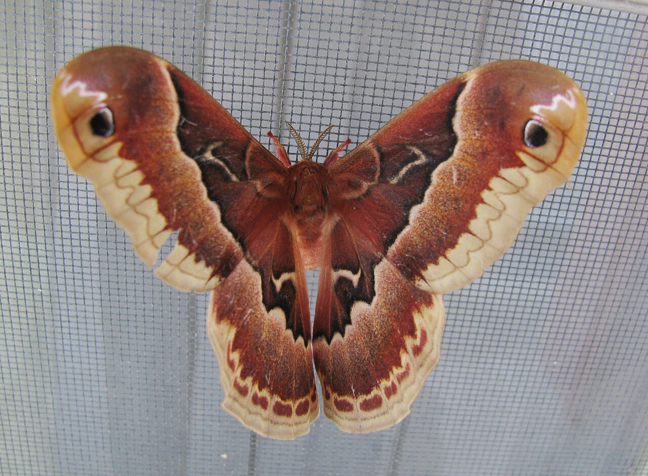 Promethea Moth