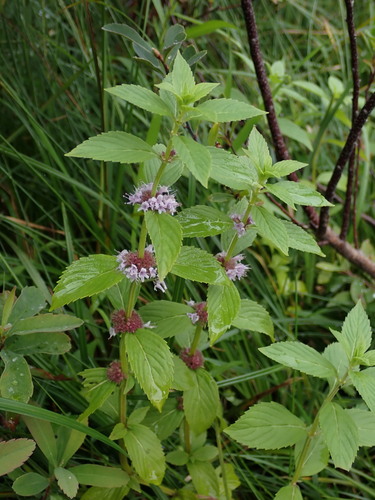 Mentha canadensis photograph