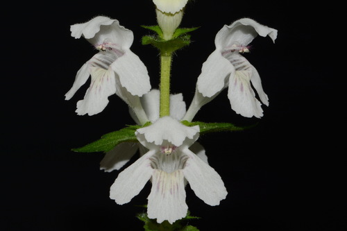 Synandra hispidula — flower photograph