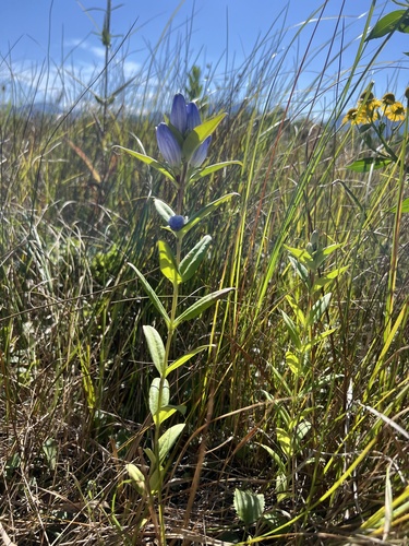 Gentiana andrewsii — flower photograph