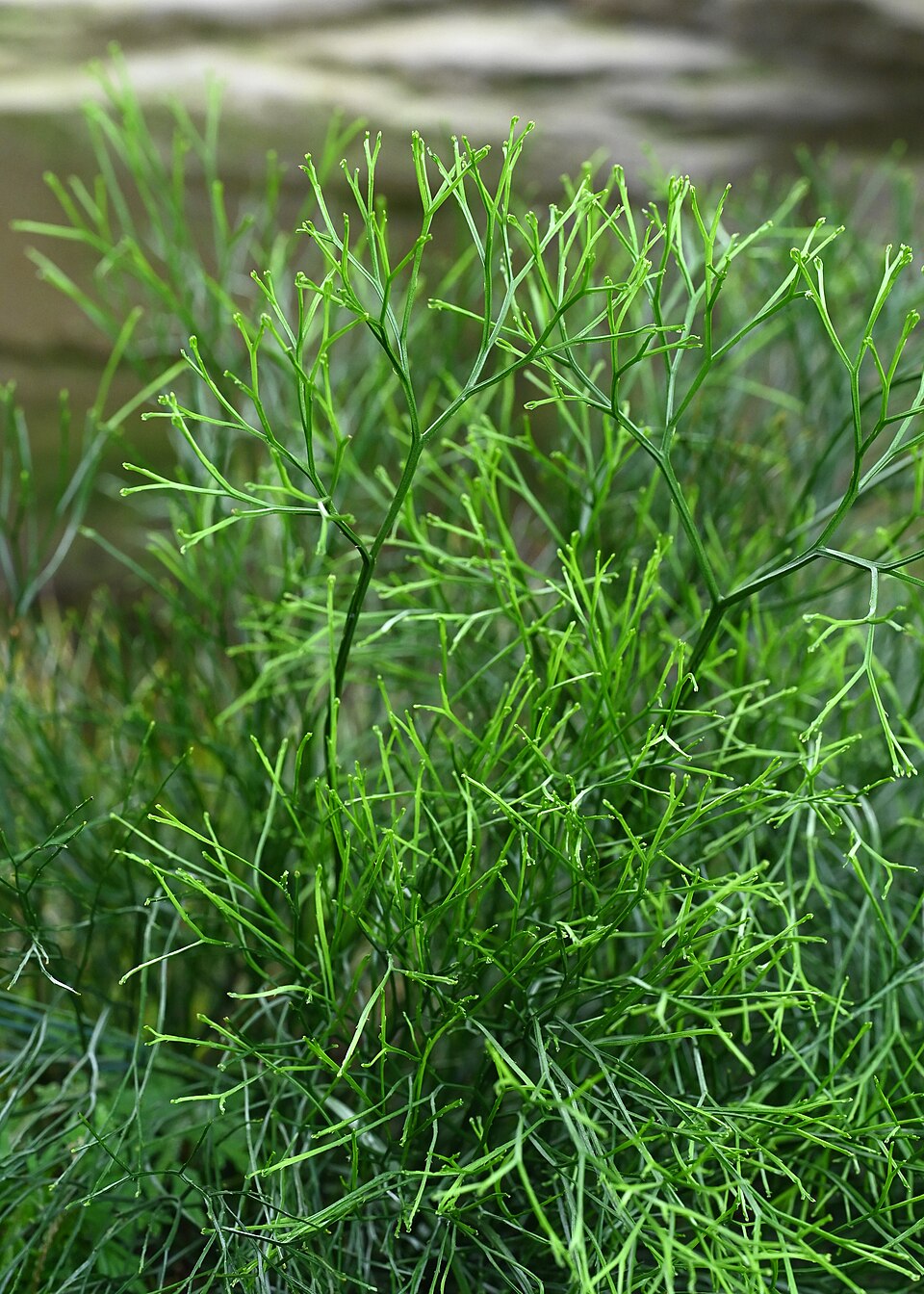 Psilotum nudum — whole photograph