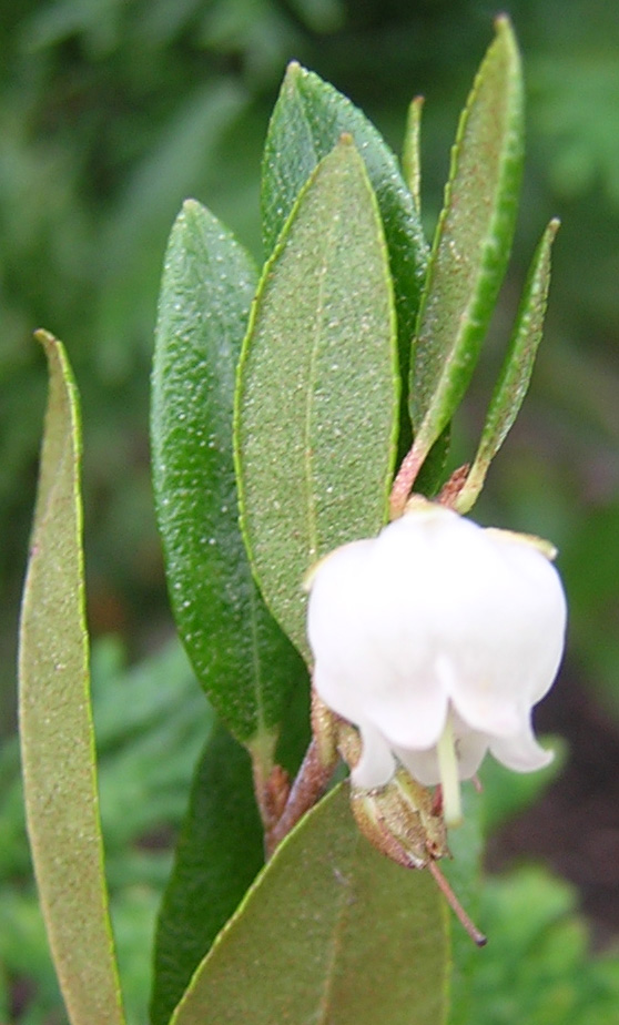 Chamaedaphne calyculata — bloom photograph