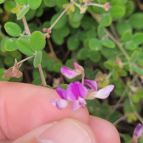 Lespedeza procumbens — flower photograph