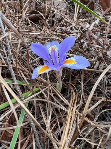 Iris verna var. verna photograph