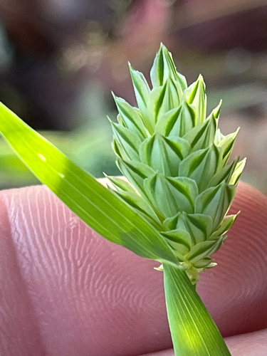 Phalaris canariensis — flower photograph
