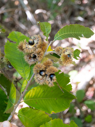 Castanea pumila — fruit photograph