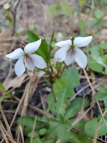 Viola primulifolia — bloom photograph