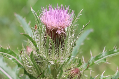 Cirsium horridulum — flower photograph