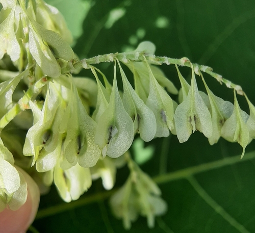 Reynoutria japonica — fruit photograph