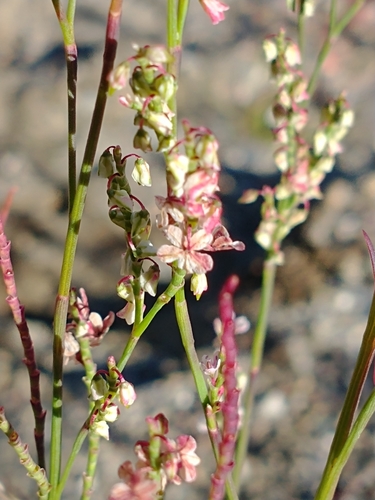 Polygonella articulata — flower photograph