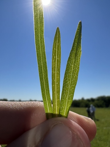 Symphyotrichum dumosum — leaf photograph